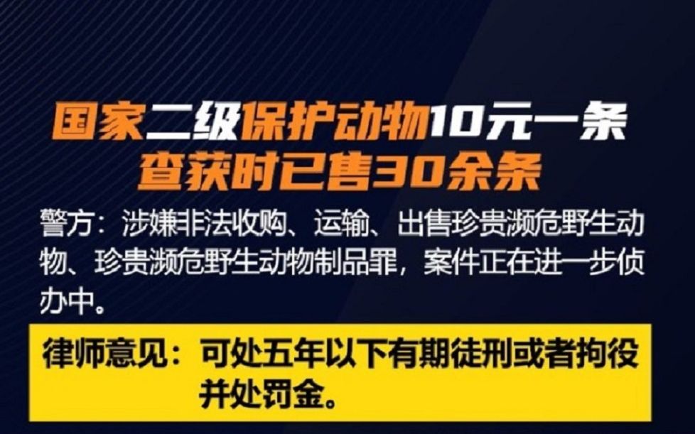 国家二级保护动物10元一条当街卖哔哩哔哩bilibili