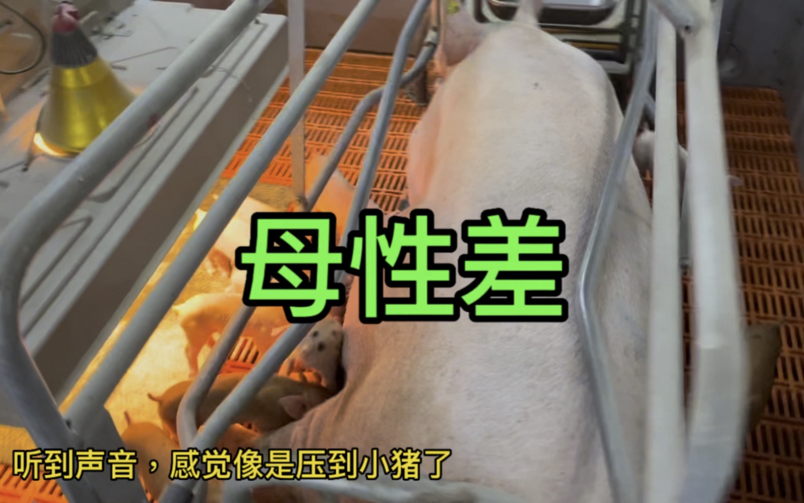 这母猪母性真差,隐隐约约听到叫声,还以为是抢奶的声音