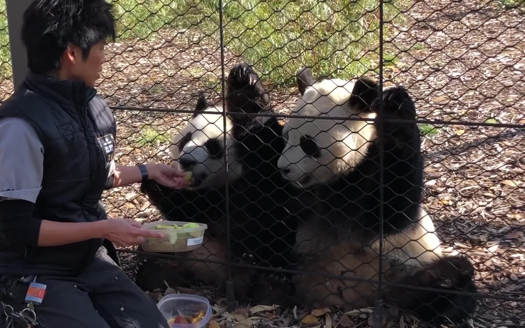 加盼盼加悦悦回国前的一次零食时间,奶妈一边讲解,加盼盼全程嗯嗯叫~哔哩哔哩bilibili