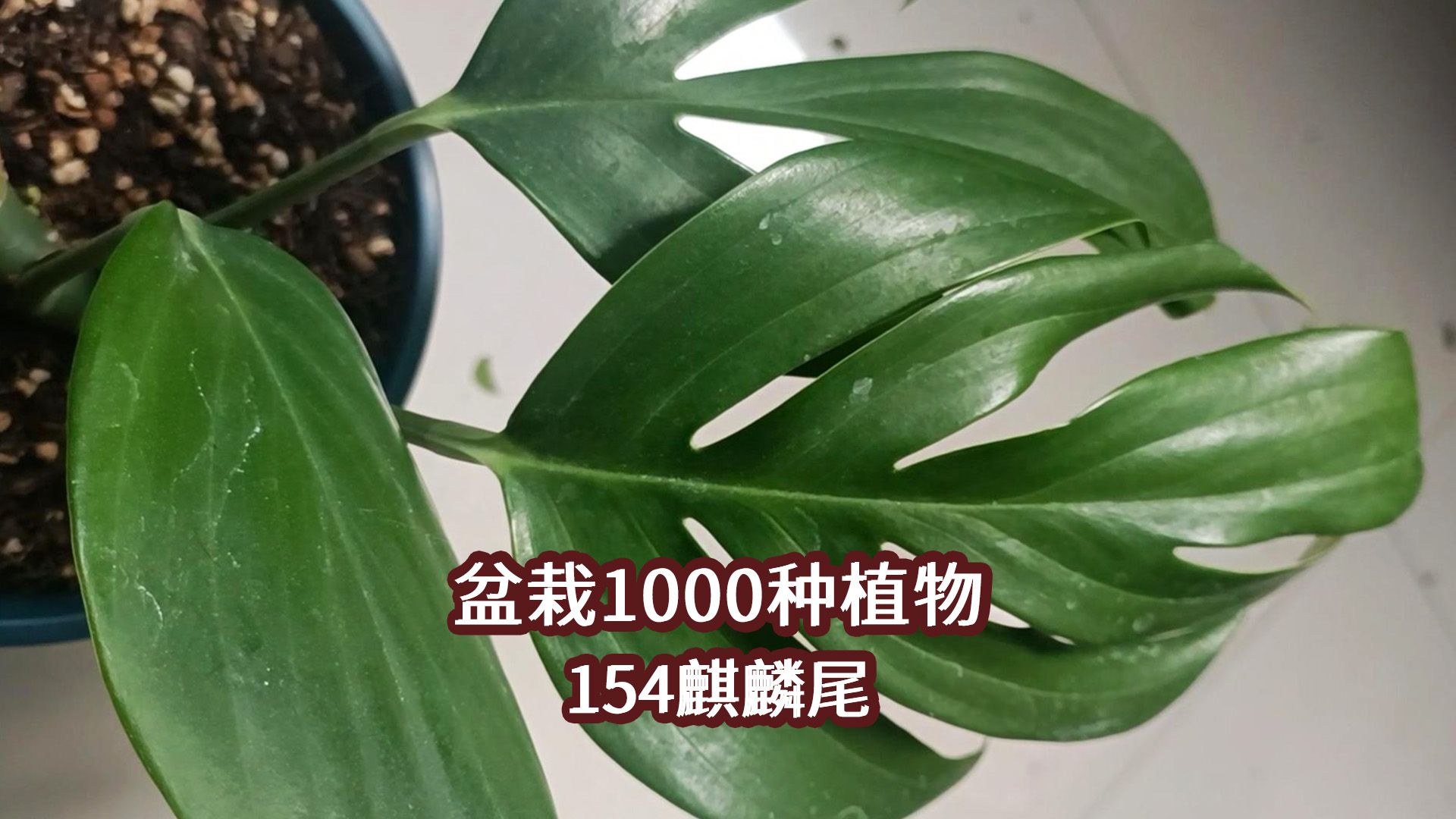 盆栽1000种植物|154 麒麟尾哔哩哔哩bilibili