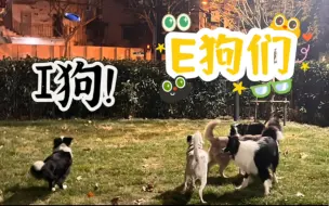 Télécharger la video: I狗和E狗的区别，确实挺明显哈哈哈