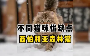 猫界模范夫妻：西伯利亚森林猫来喽～