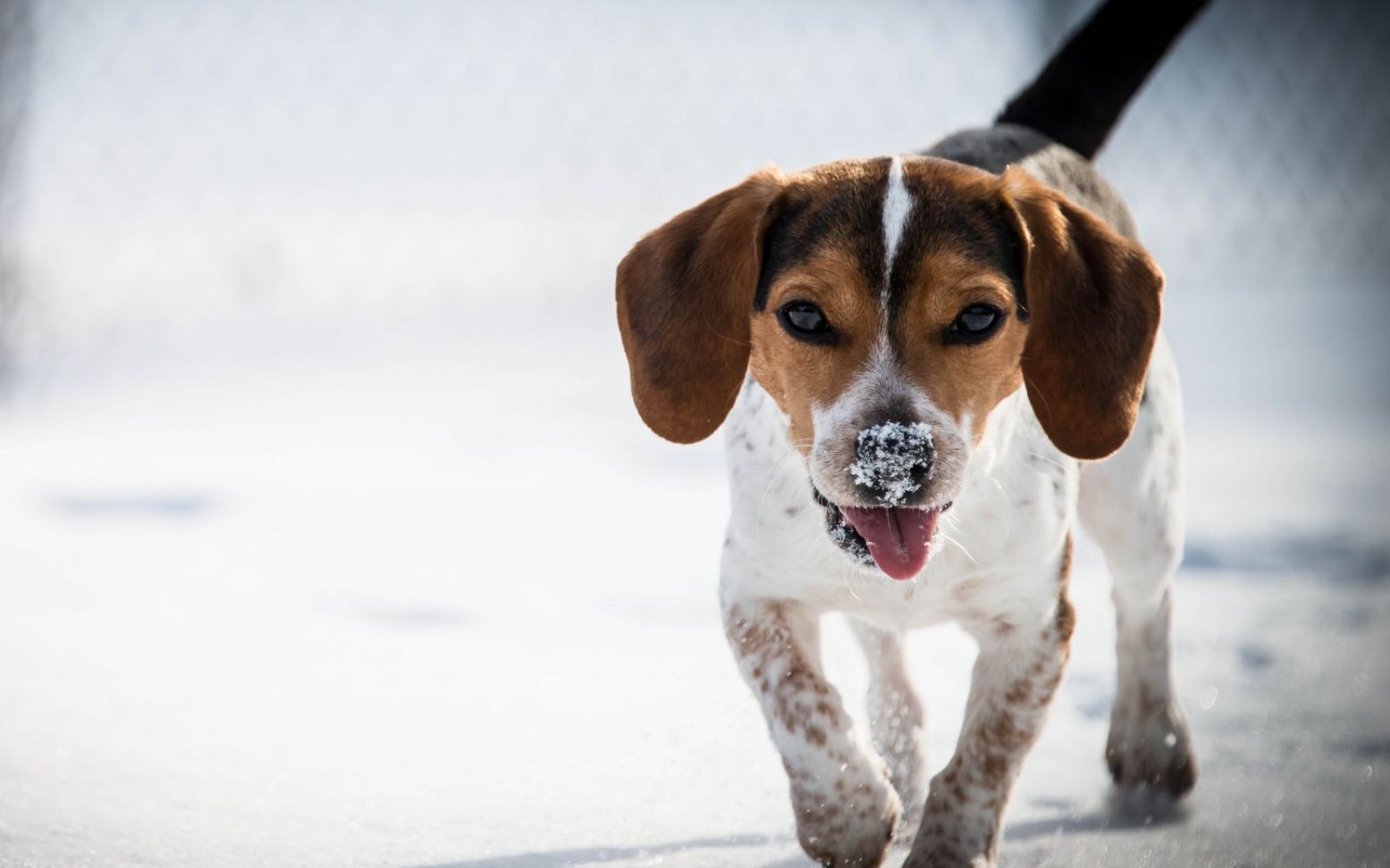 陪伴几年的小黄狗,用素描把你刻画在我心里,永远爱你