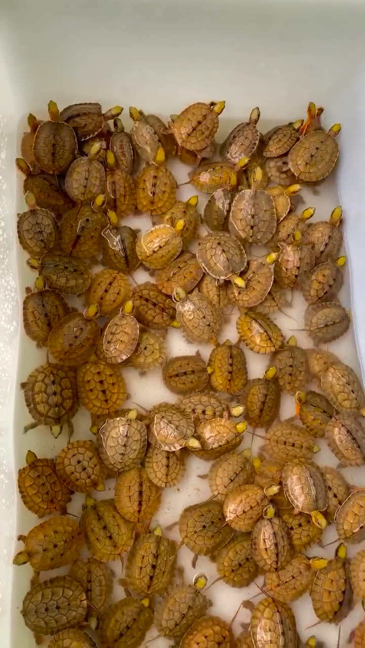 水养黄金龟#乌龟##动物