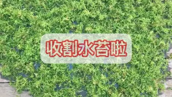 适合室内水苔繁殖的方法 哔哩哔哩 Bilibili