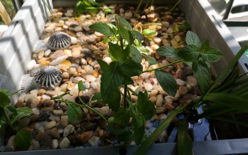 沼泽过滤阳台养龟小日子过得舒坦_哔哩哔哩_bilibili