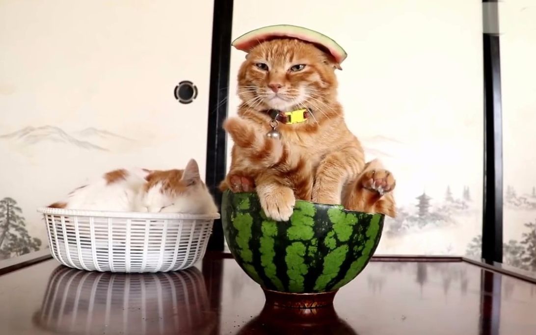 猫咪吃完西瓜就坐在里面歇会,这表情美滋滋啊,太逗了!