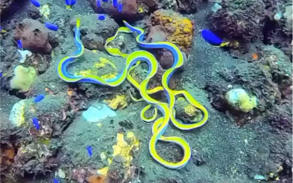 【奇奇怪怪】丝带鳗 雌雄同体美丽诡异不可方物