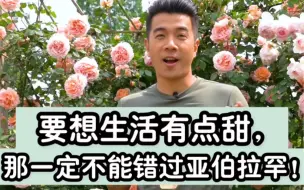 Video herunterladen: 经典月季推荐之——亚伯拉罕