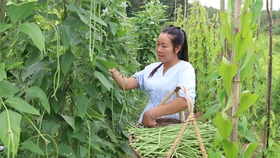 东北特色品种 紫花油豆 放点儿土豆这样炖 真是太好吃了 哔哩哔哩 つロ干杯 Bilibili