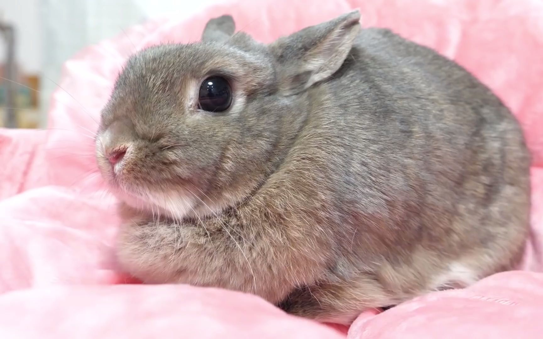 【荷兰侏儒兔】可爱的新生小兔子