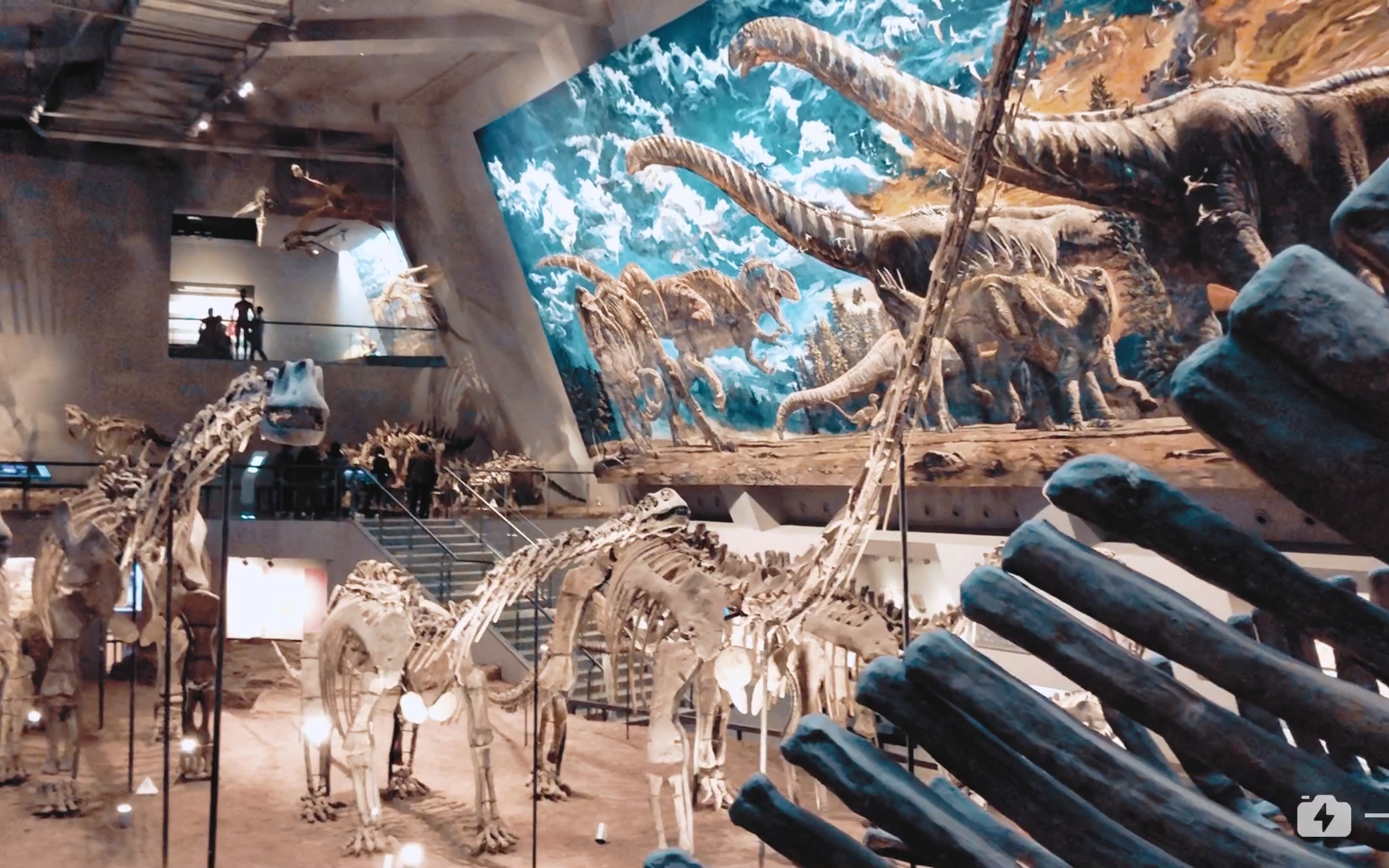 重庆自然博物馆-恐龙来啦