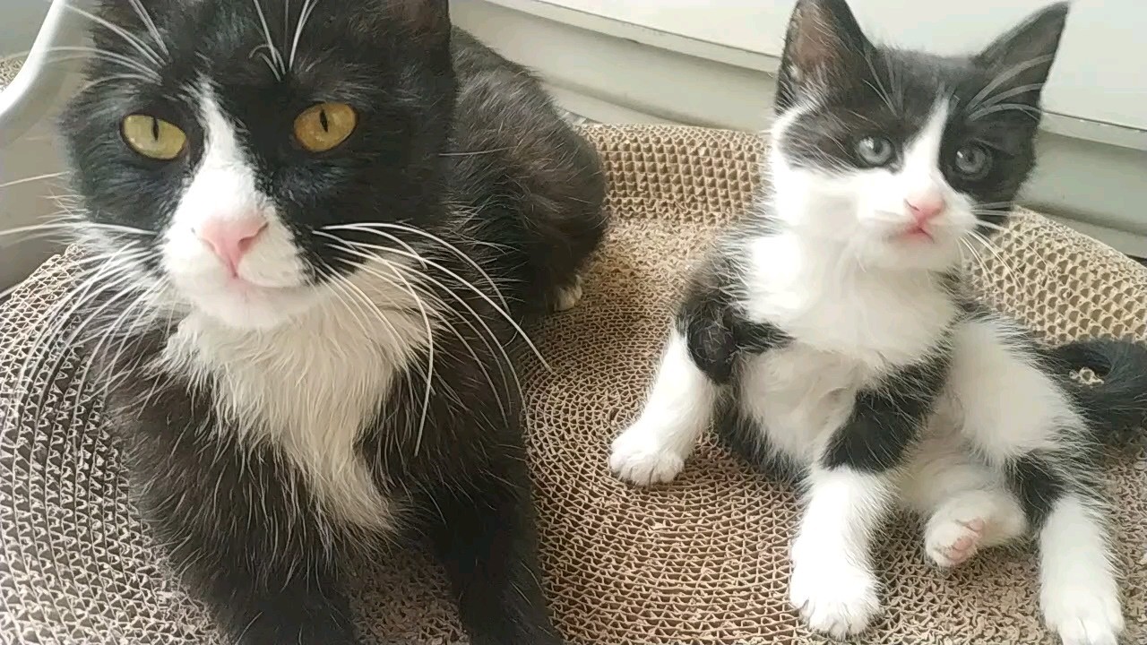 漂亮的奶牛猫咪母子俩