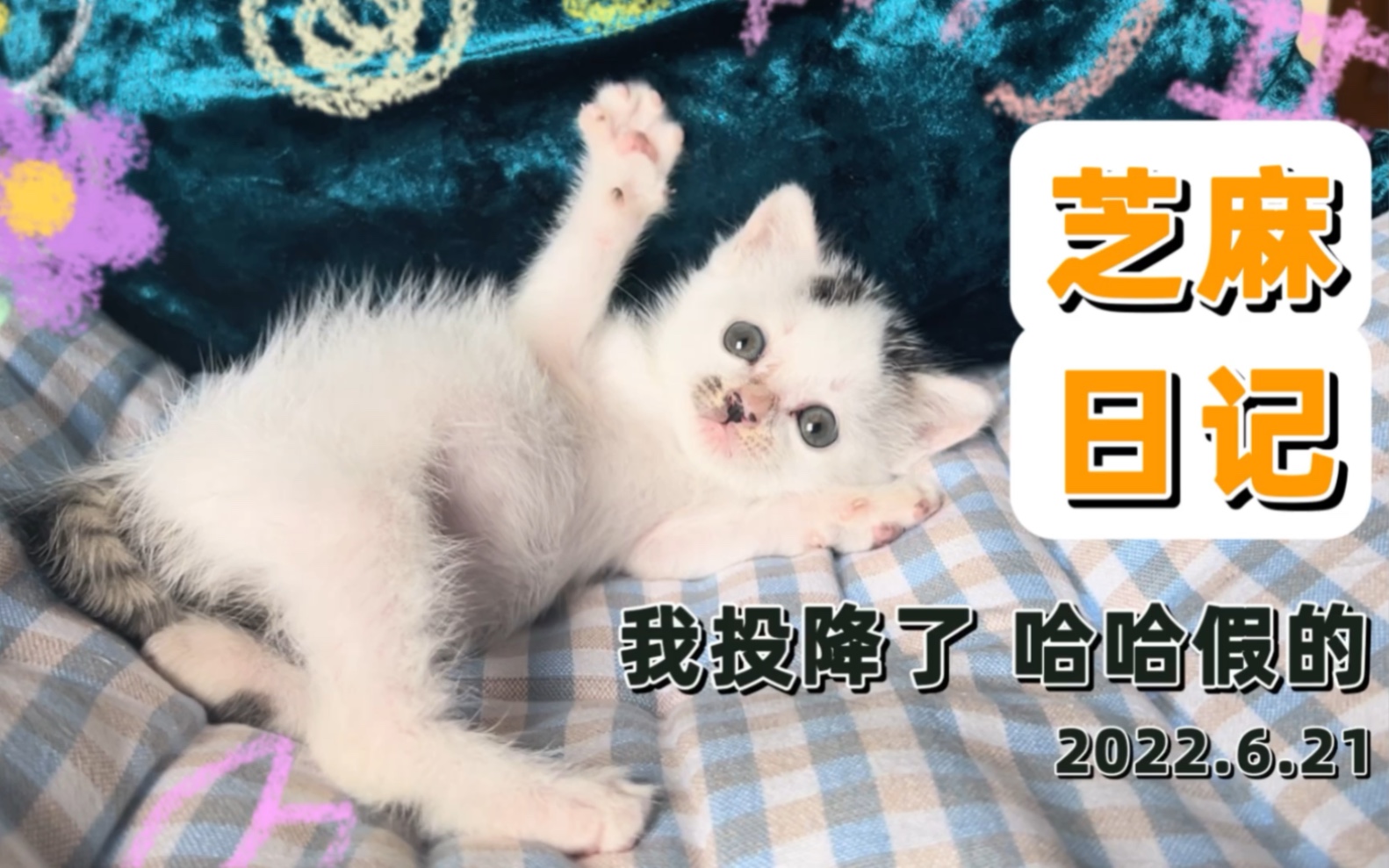 小猫咪犯了错会投降nonono