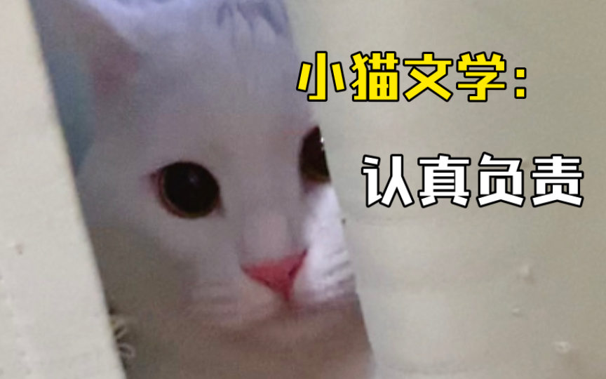 小猫文学4:认真负责哔哩哔哩bilibili