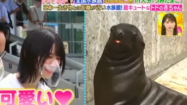 森田ひかる サイマジョマント 2019 マーブルハーネス 夏フェス コンプ 森田ひかる サイマジョマント 2019 マーブルハーネス 夏フェス
