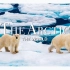 北极/南极洲4K超高清 - 带有平静音乐的风景野生动物影片