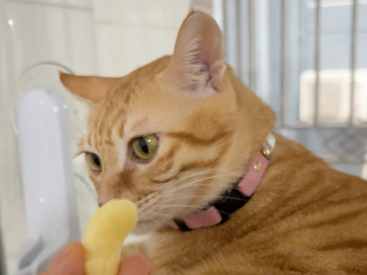 包被真是有点奇怪的癖好