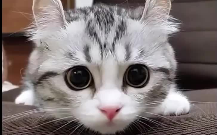 【猫主在上】呆萌的喵咪与铲屎官日常合集!(第1期)