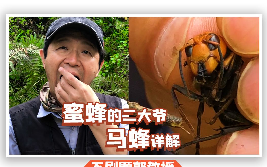 生态学教授生吞马蜂幼虫,同事直呼贝爷转世!