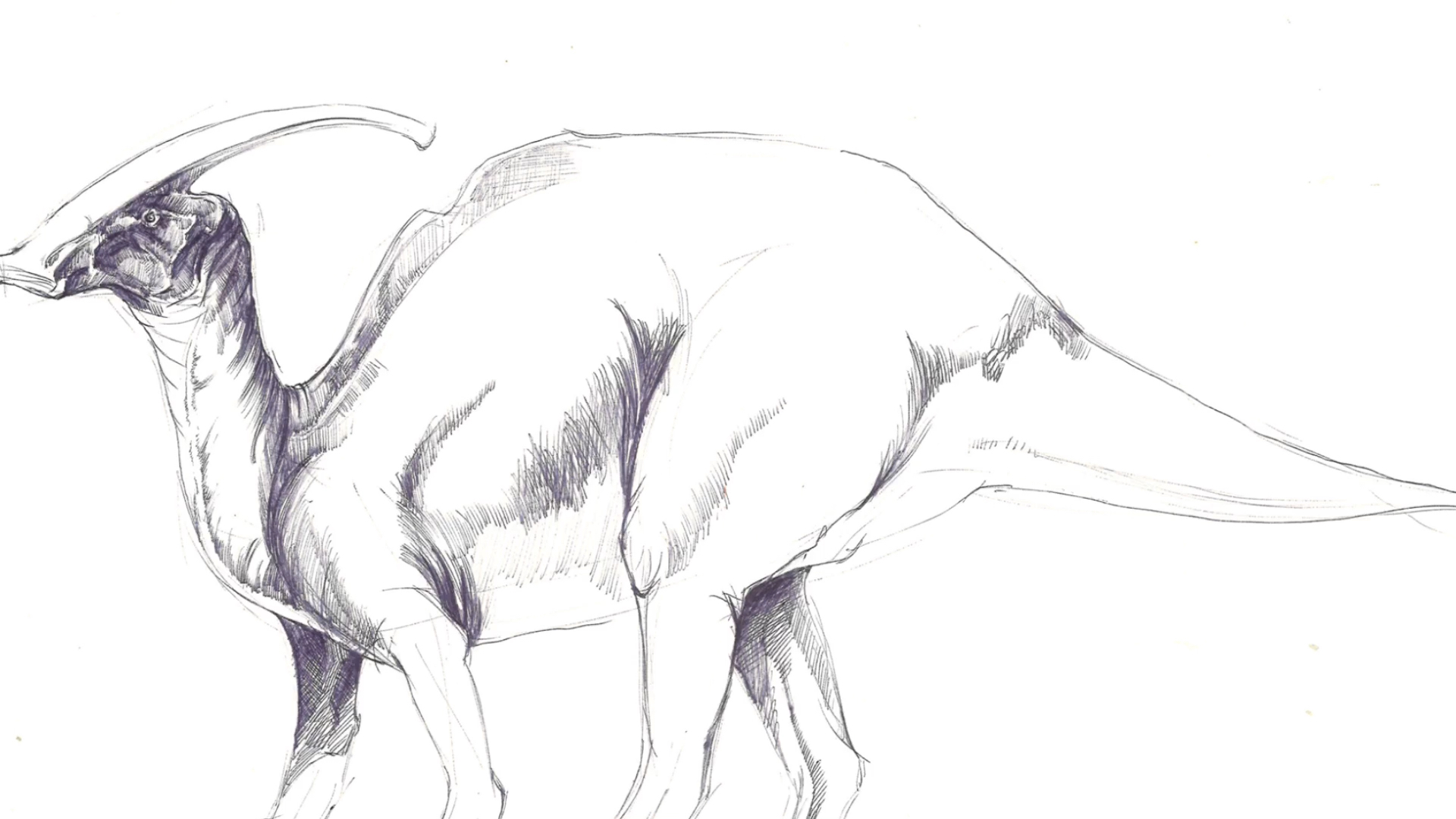 肿头龙,复栉龙,草稿