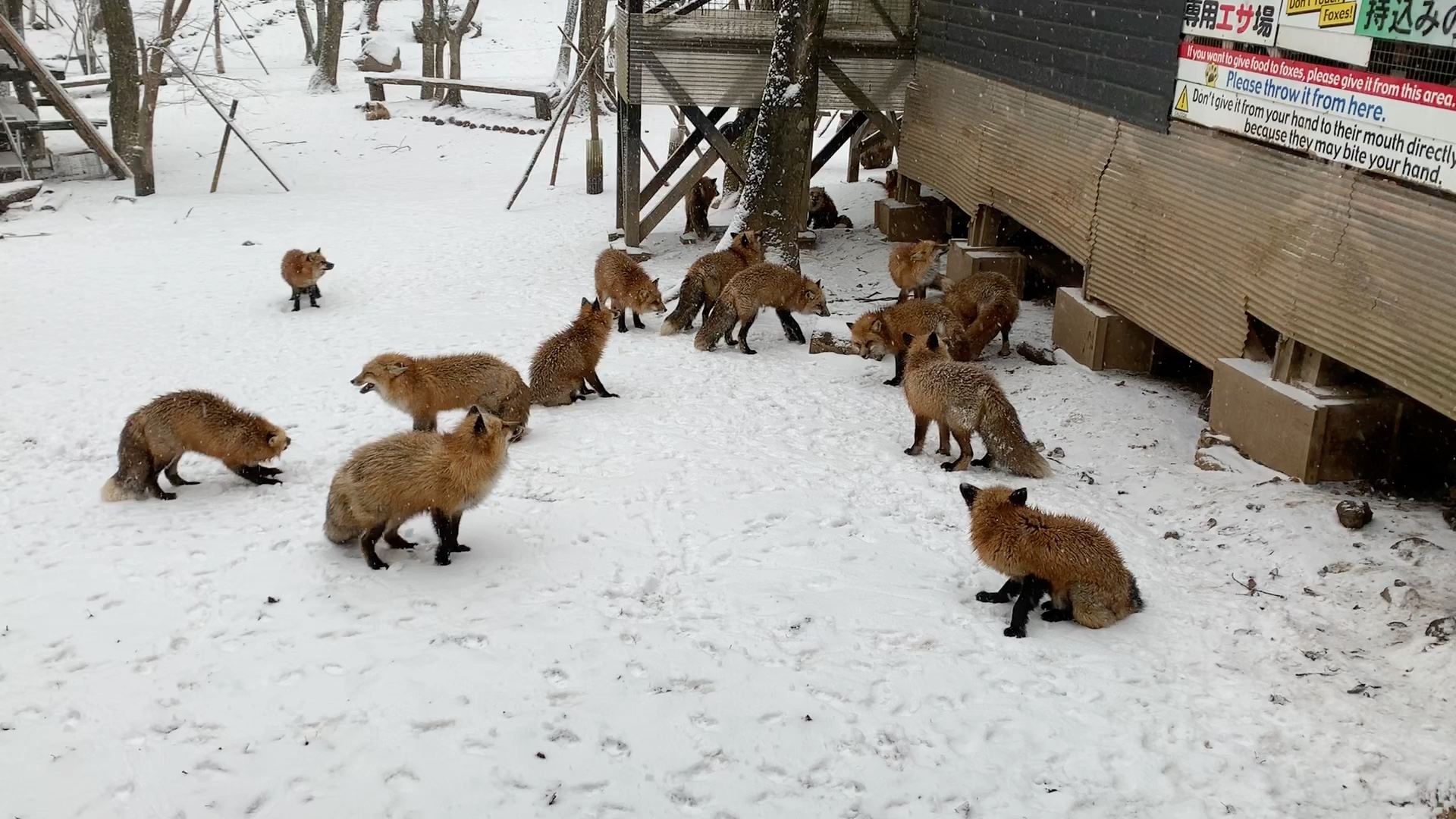 藏王狐狸村…狐狸打架_哔哩哔哩_bilibili