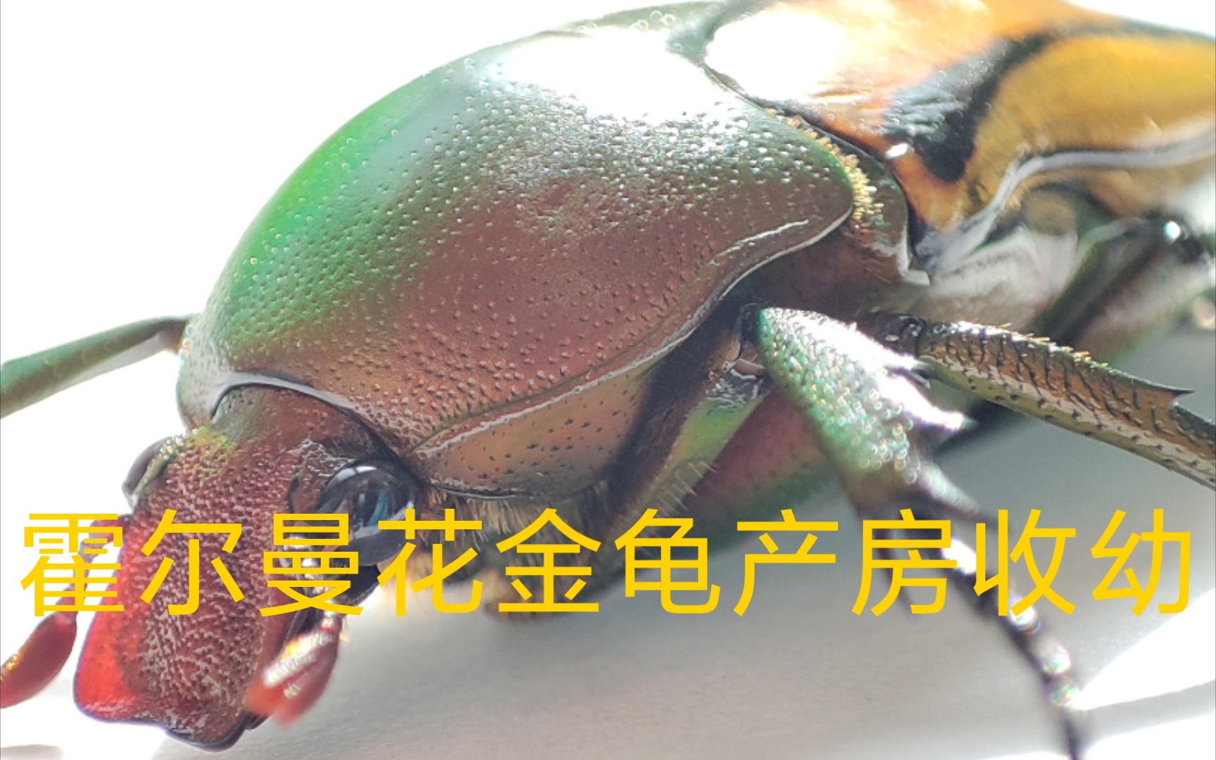 【日常】霍尔曼花金龟~开产房,开产房.