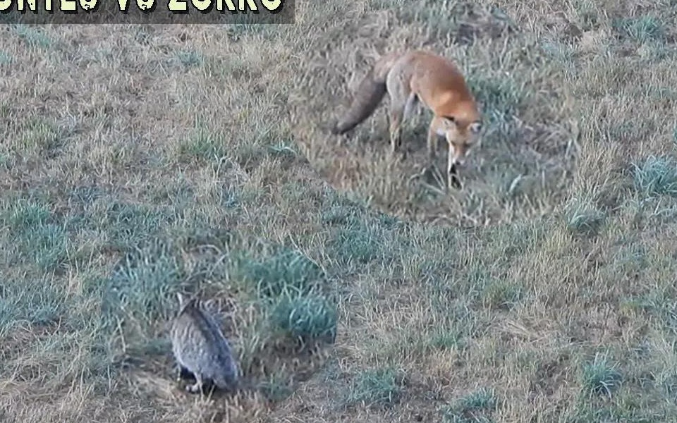 [图]【西班牙】欧洲野猫与赤狐的对峙