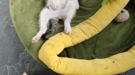 刚睡醒的小花猫正在发呆