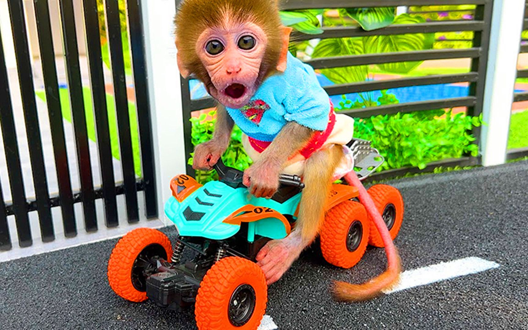 有趣的小猴子:小猴骑着摩托车和小狗在公园里玩耍,开心极了!