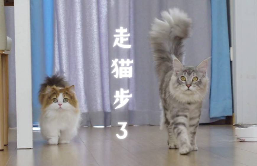 台北猫步图片
