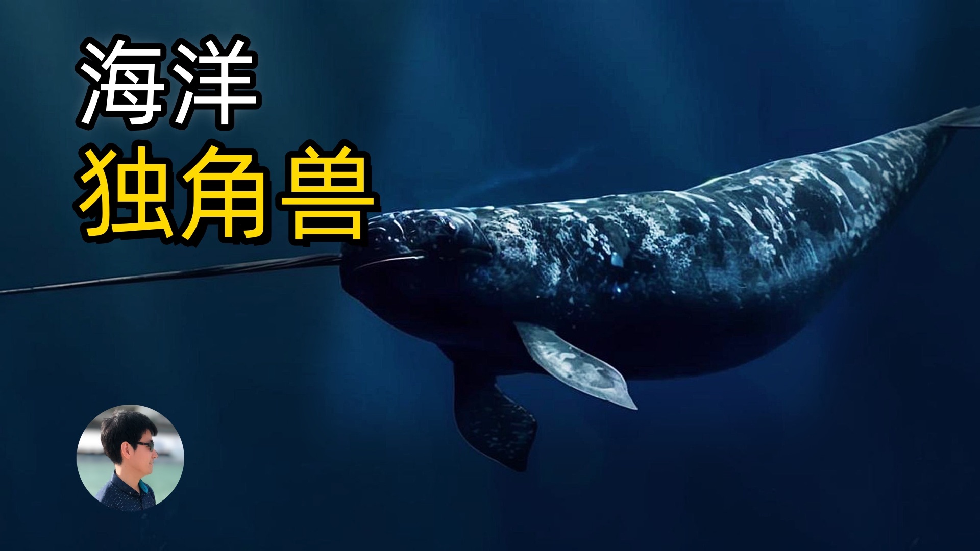 中世纪传说中的独角兽真的存在?揭秘神秘的独角鲸