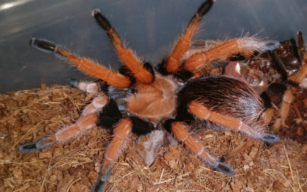 墨西哥血脚蜕了两次皮啦,非保育品种