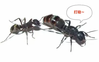 掘穴蚁 搜索结果 哔哩哔哩 Bilibili