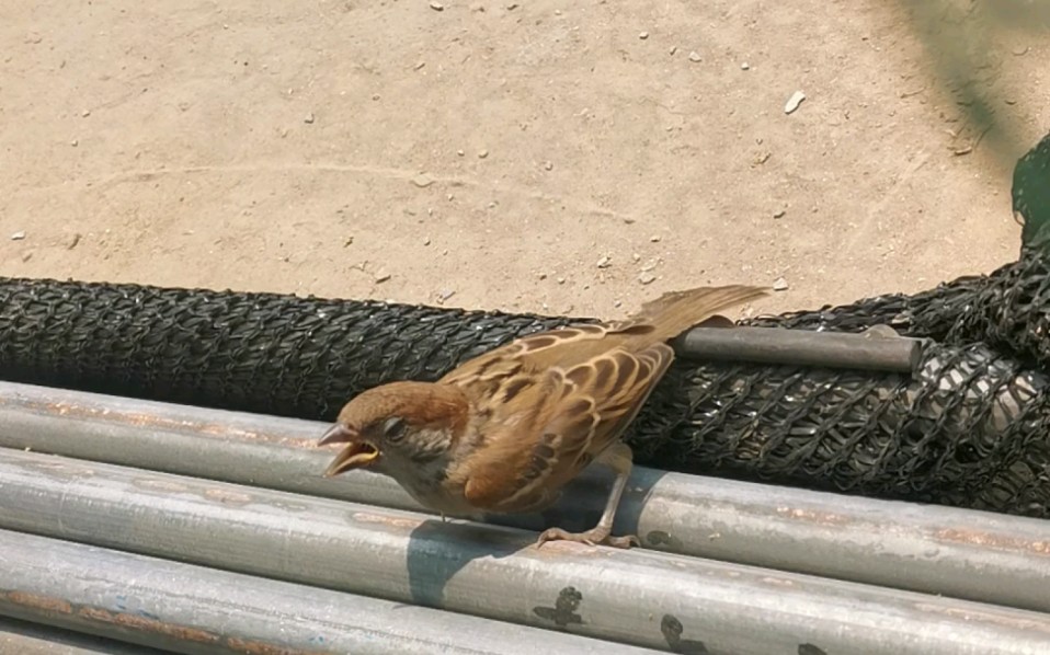 闯进鹌鹑窝的麻雀,快到手里来