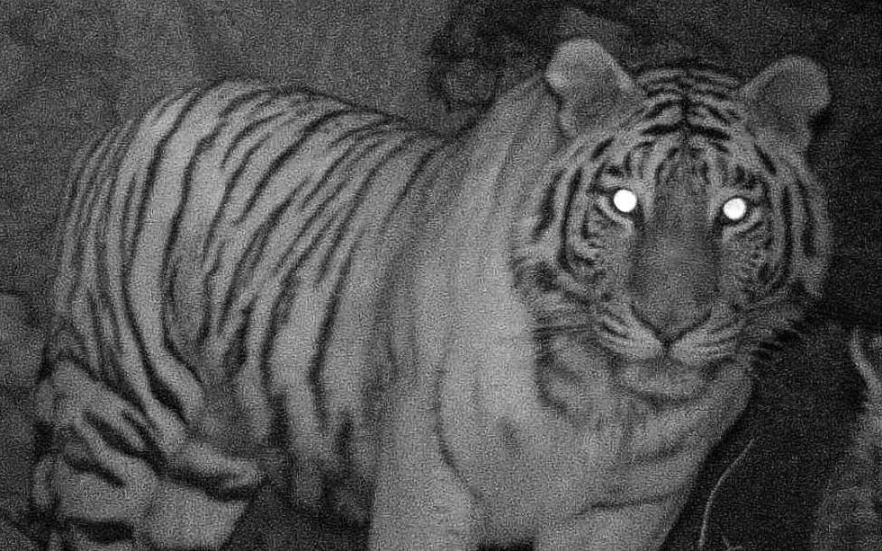 大晚上的一只野生东北虎鬼鬼祟祟的出现了