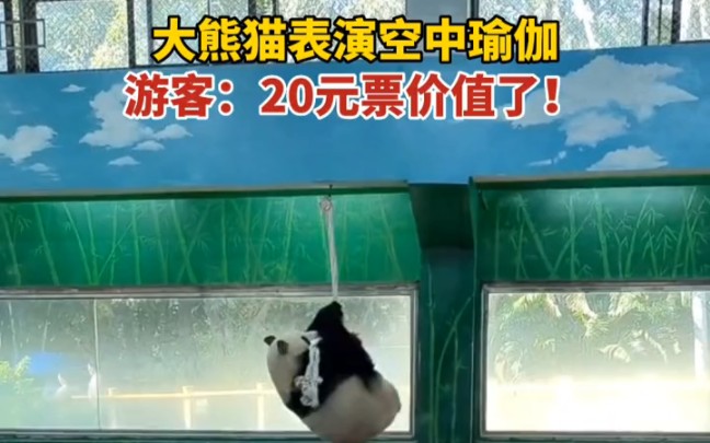 大熊猫表演空中瑜伽,游客直言:值了!