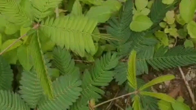 [图]神奇的含羞草耶！