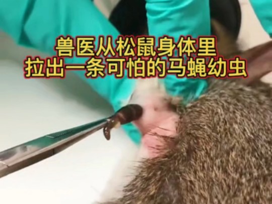 兽医从松鼠身体里,拉出一条可怕的马蝇幼虫