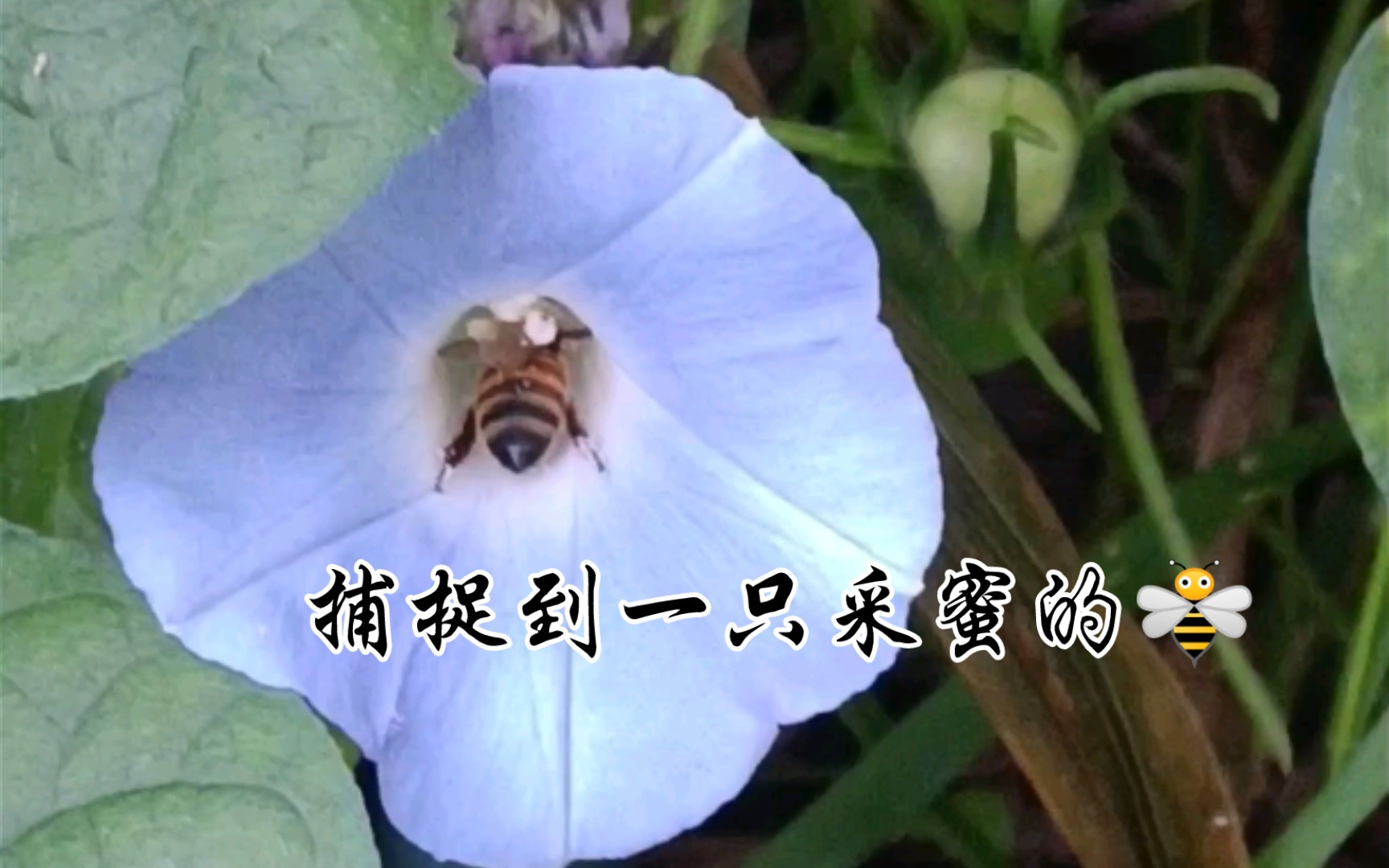 [图]Nature || as busy as bees