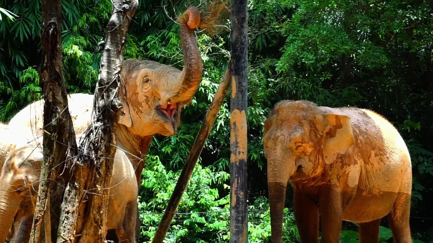 【亚洲象叽咕】【亚洲象凯恩】长鼻子和短鼻子的对比