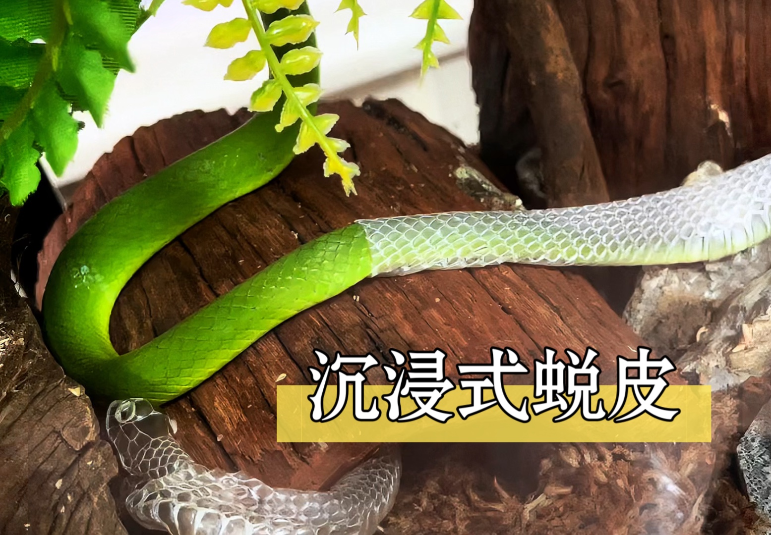 宠物蛇|翠青蛇沉浸式蜕皮无加速版