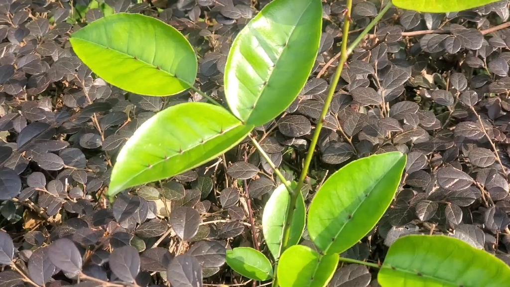 叶子上长刺的植物图片图片