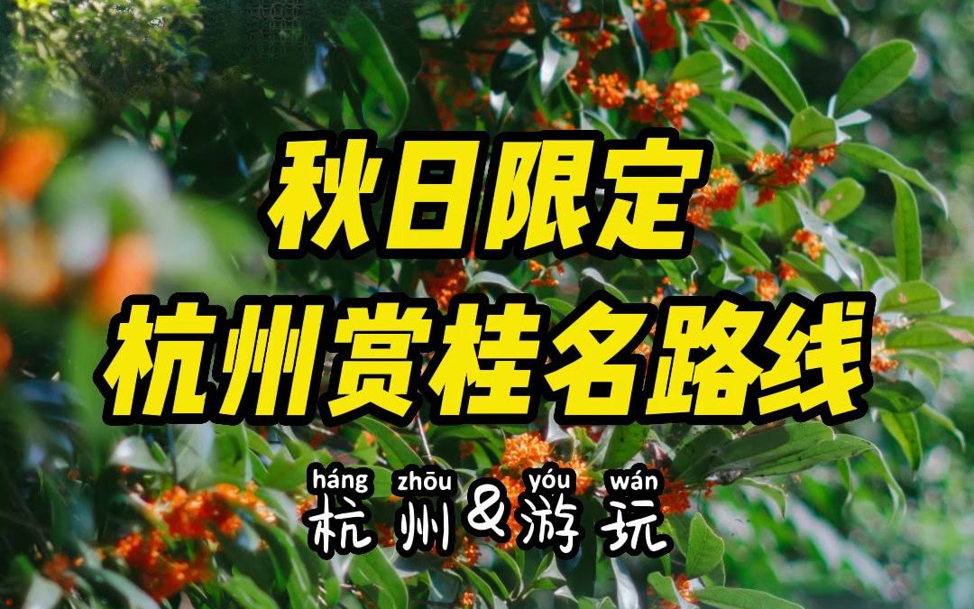 杭州赏桂名路线,一天能打卡4个网红点!哔哩哔哩bilibili