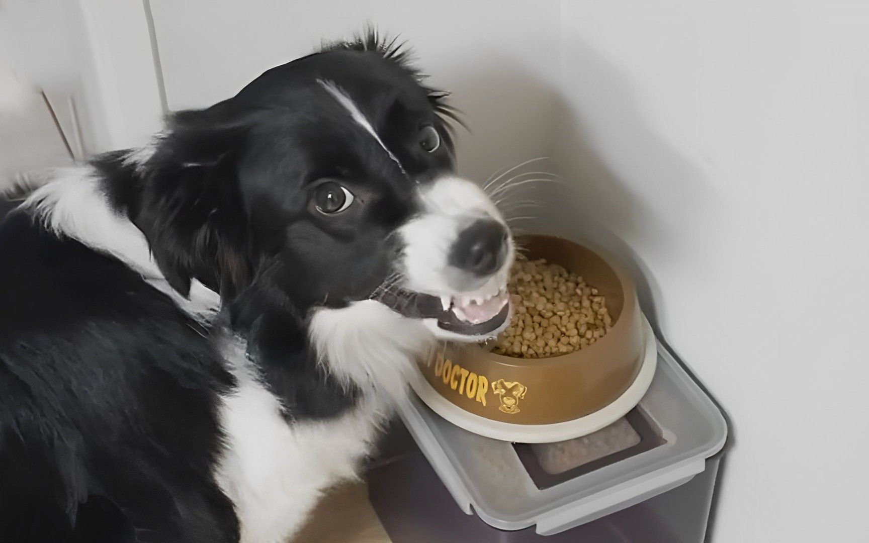 边牧护食严重,主人一靠近就呲牙威胁,最后不得不请训犬师制服