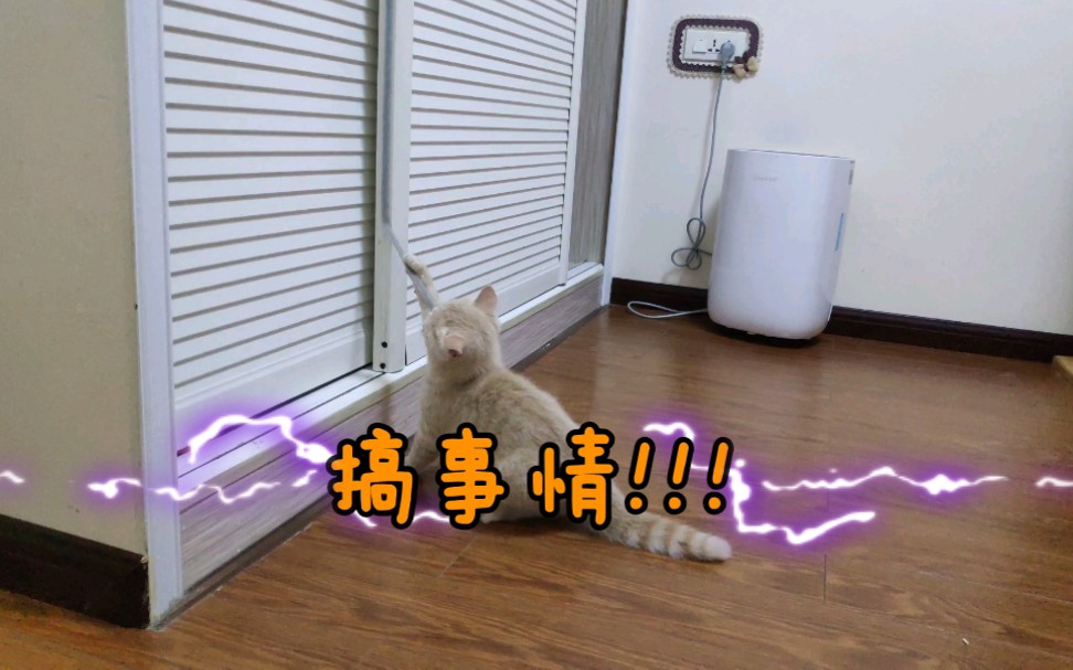 英短橘猫又来搞事情啦哔哩哔哩bilibili