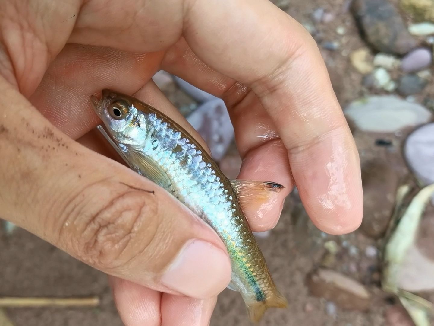 难得一见的黑背波鱼