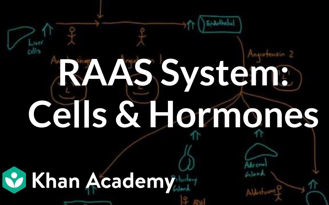 RAAS(肾素血管紧张素醛固酮系统)哔哩哔哩bilibili