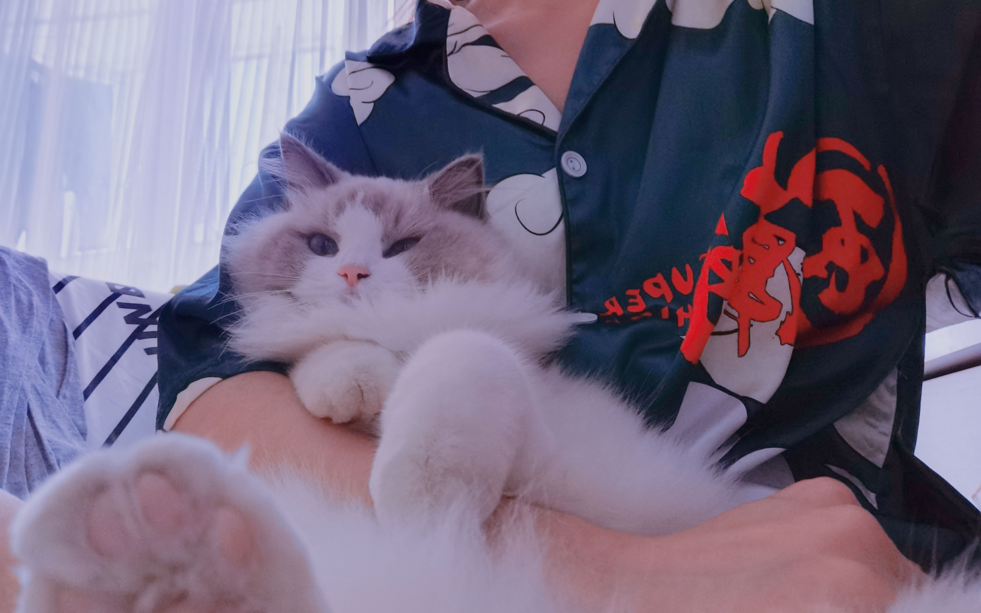 再不解封,人和猫总得疯一个| 布有有被ko的日常