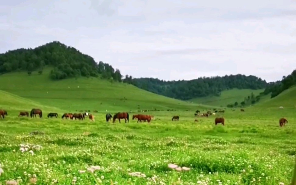 [图]天苍苍，野茫茫，风吹草低见牛羊…